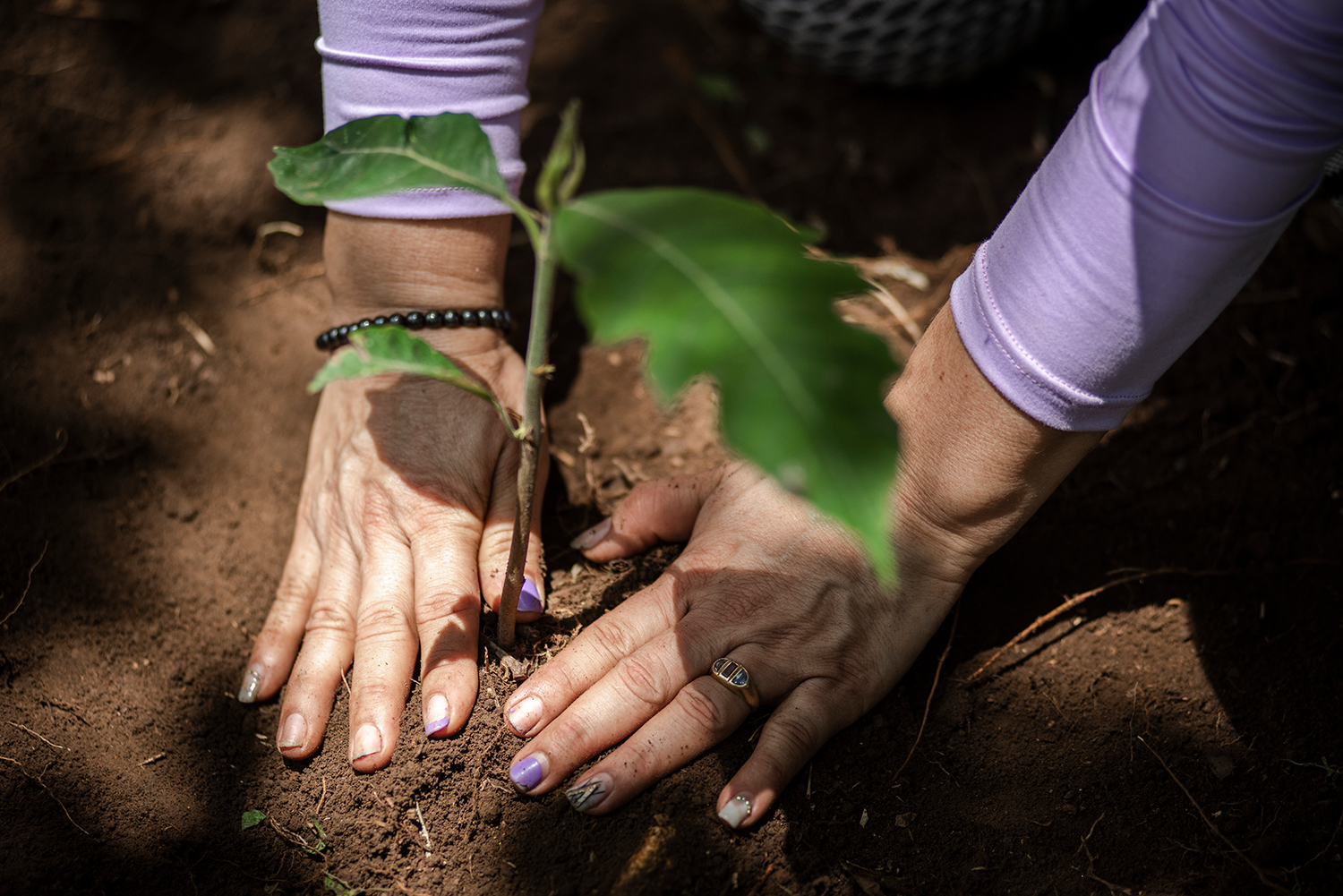 Woman's hands planting a new tree in Colombia.
