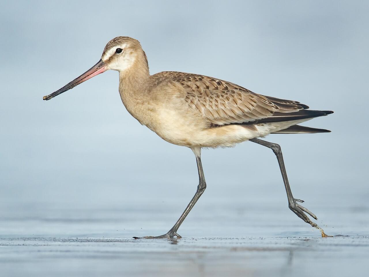 Community and Convenience: Restoring Shorebird Habitat in Chiloé Island, Chile
