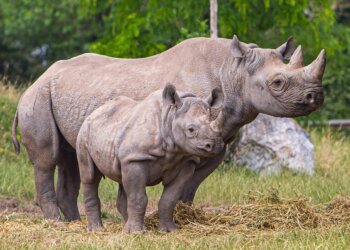 Beyond Enforcement: Behavioral Solutions to Rhino Poaching in Namibia