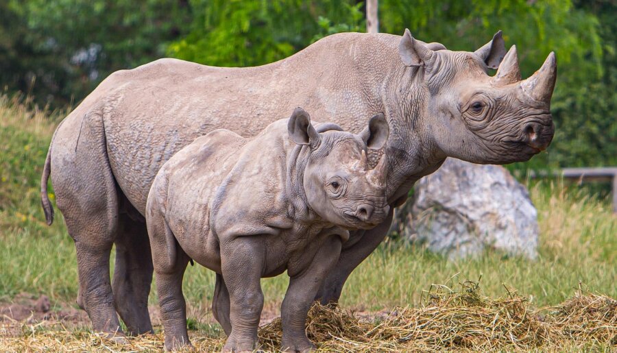 Beyond Enforcement: Behavioral Solutions to Rhino Poaching in Namibia