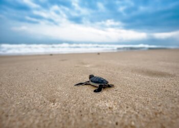 20% for sea turtles: A behavioral blueprint for sustainable egg harvesting
