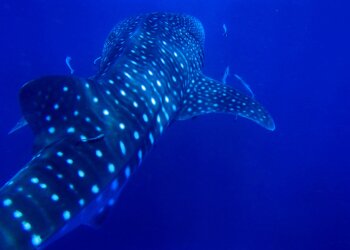 Venezuela’s shark hunters become shark protectors