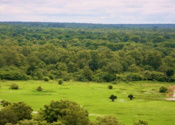 Reforesting Ghanaian woodland savannahs, one tree at a time