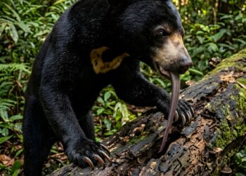 Changing care, saving bears: Rethinking postpartum care in Cambodia