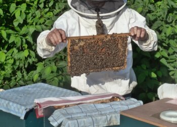 Brazilian beekeepers: Protectors of giant armadillos