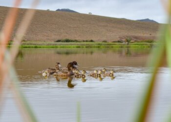 One lake, one duck, one shared hope